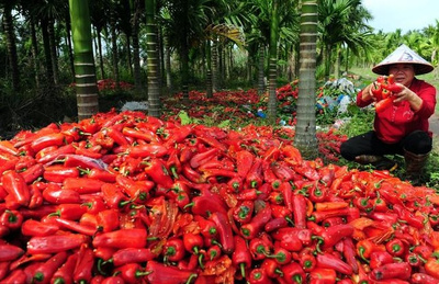 丰收之痛 农产品滞销频发，症结何在？