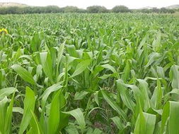 农产品市场下半年有望重拾升势，基本面与政策面共振