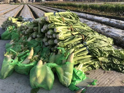 绿色通道连城乡 鹿城农业部门公益团购助农销千斤蔬菜