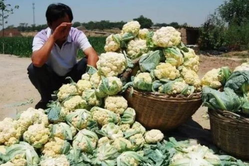 农产品滞销别怕！国家补贴政策助力，最高可申领34万，快来看看你能领多少