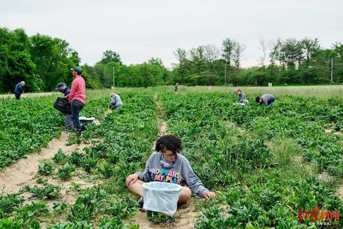 疫情下的暖心桥梁 当农产品滞销与饥饿需求相遇